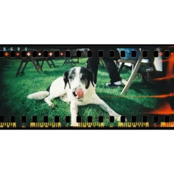 Appareil panoramique Sprocket Rocket Coconut