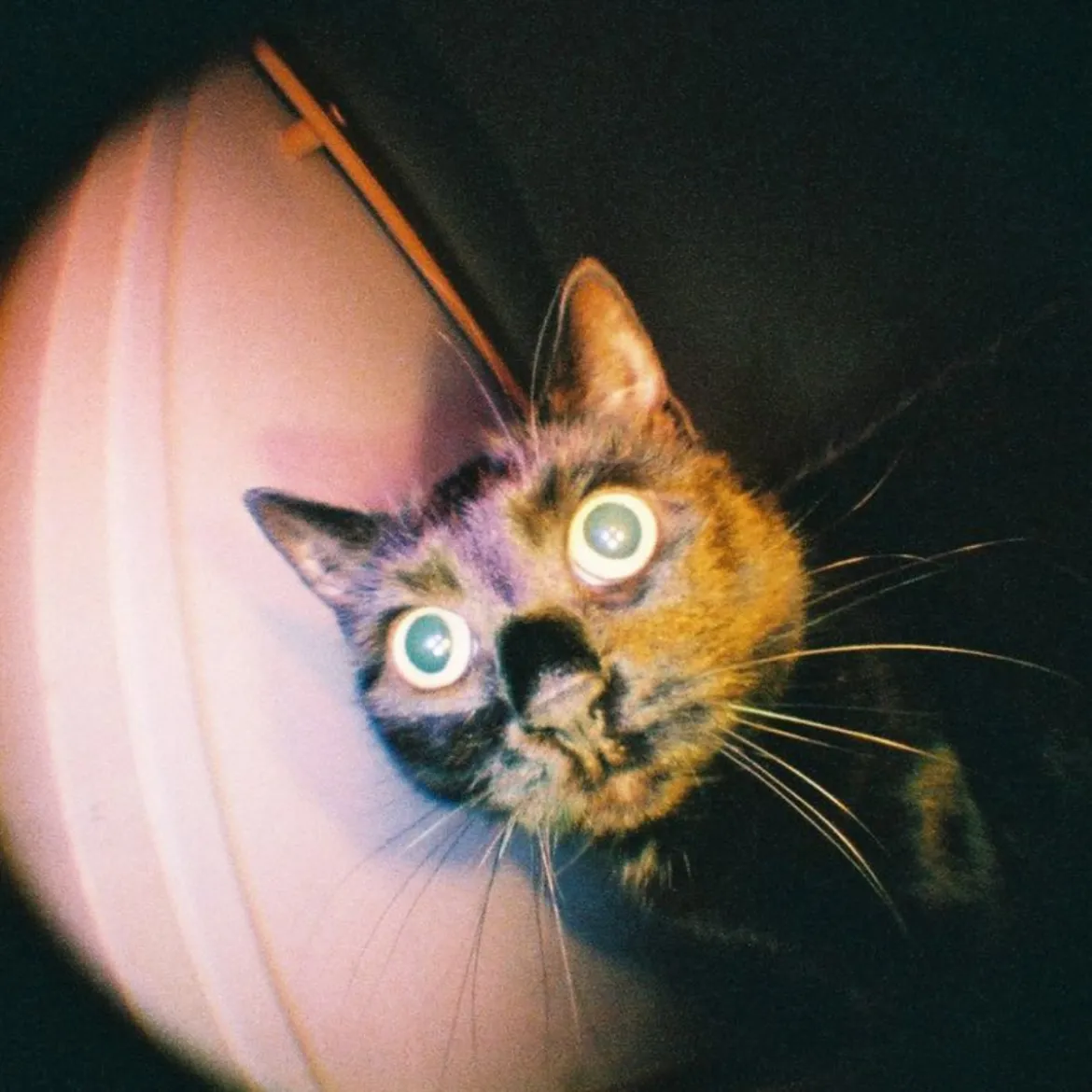 Appareil Photo Fisheye Baby 110 Gold