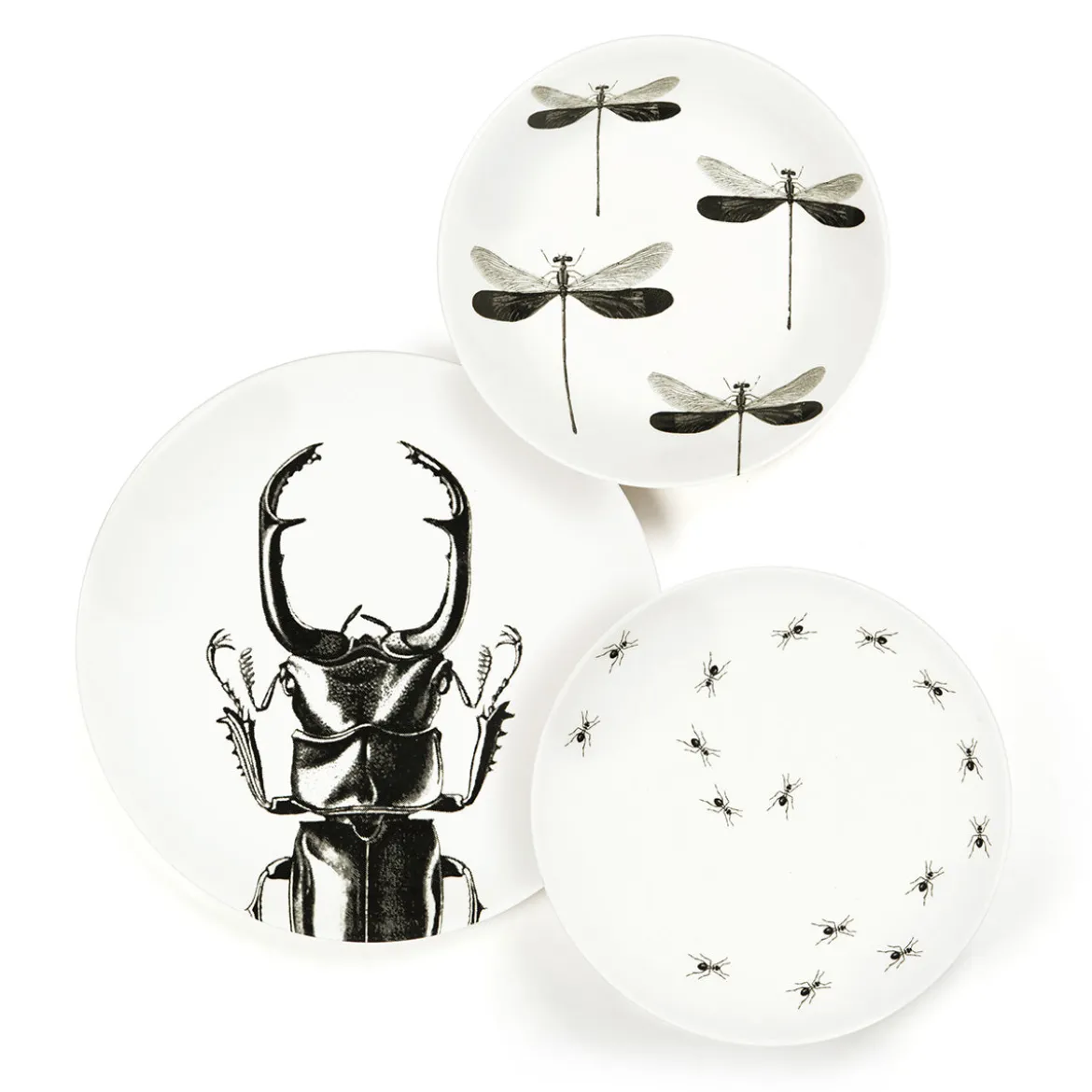 Assiette plate - Scarabée