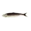 Plateau allongé Sardine Grise
