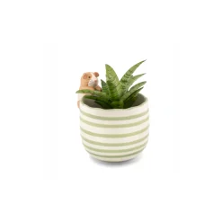 Pot peeking Guinea Pig