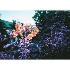 Simple Use Camera LomoChrome Purple
