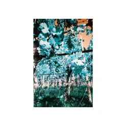 Simple Use Camera LomoChrome Turquoise