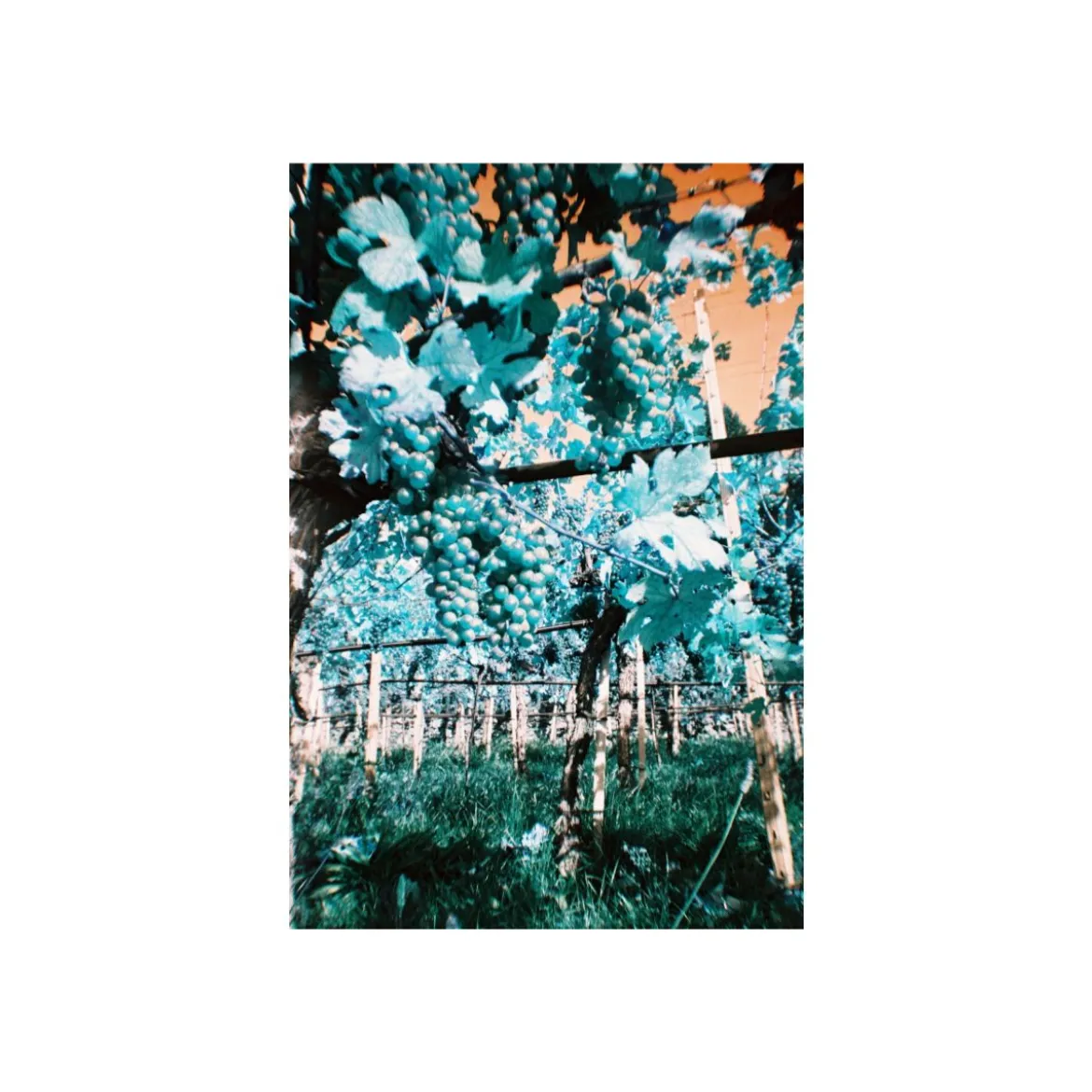 Simple Use Camera LomoChrome Turquoise