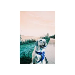 Simple Use Camera LomoChrome Turquoise