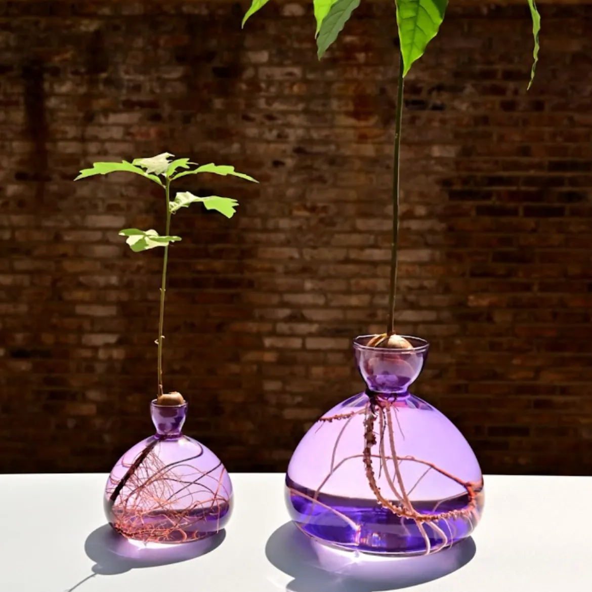 Vase en verre pour avocat