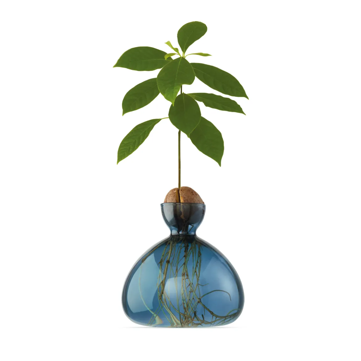 Vase en verre pour avocat