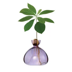 Vase en verre pour avocat