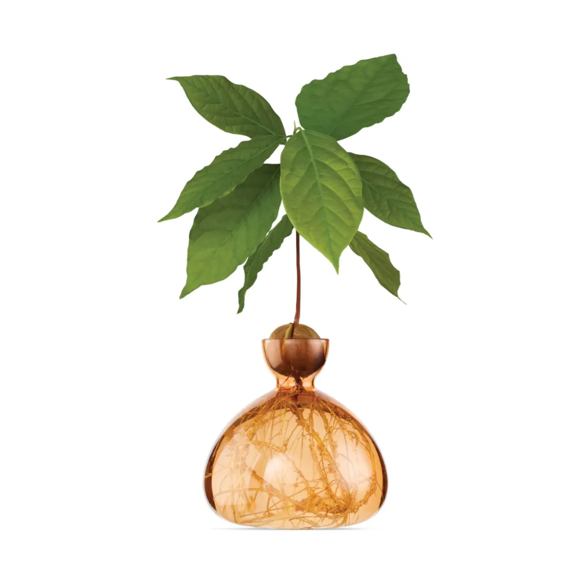 Vase en verre pour avocat