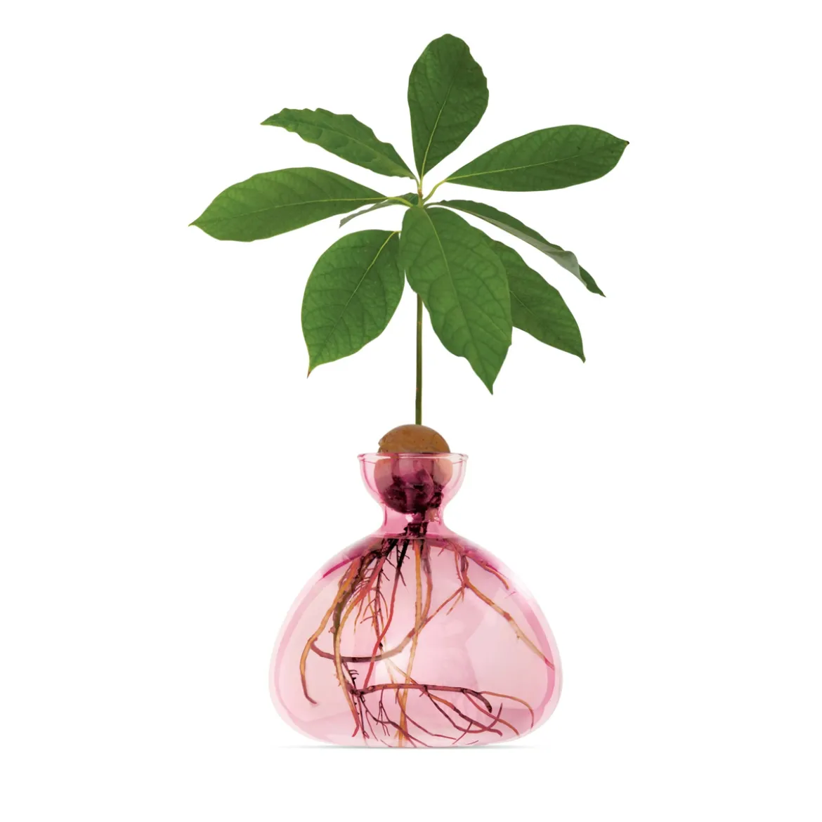 Vase en verre pour avocat