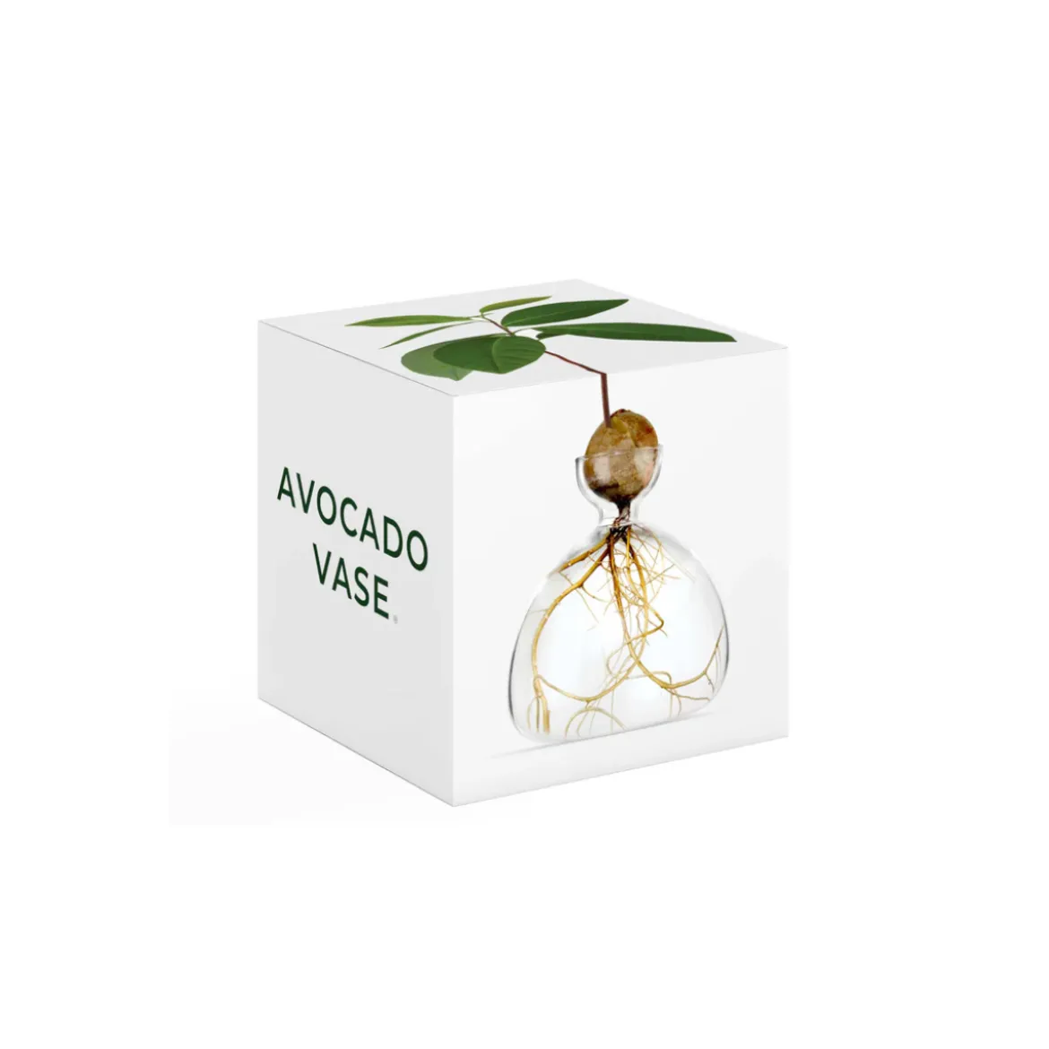 Vase en verre pour avocat