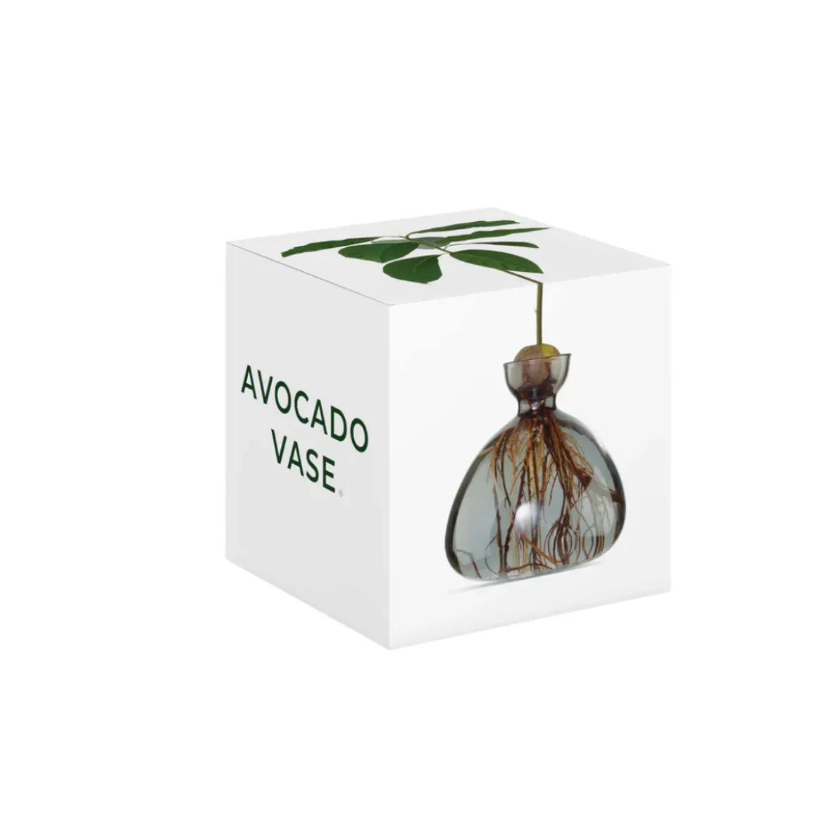 Vase en verre pour avocat