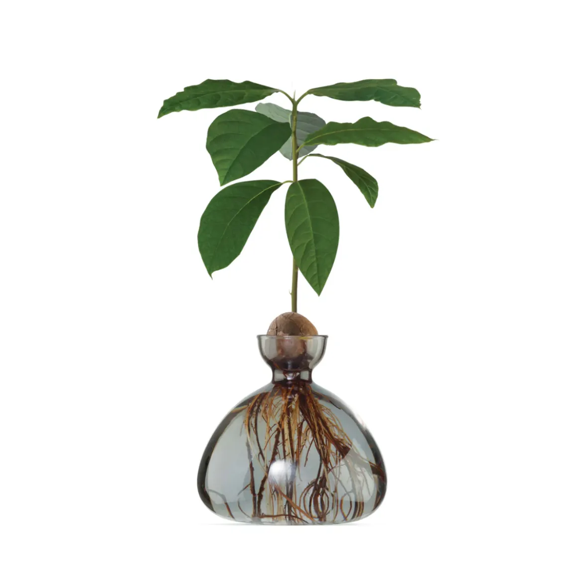 Vase en verre pour avocat