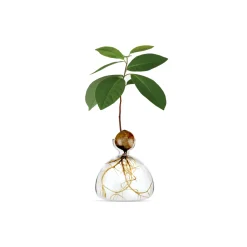 Vase en verre pour avocat