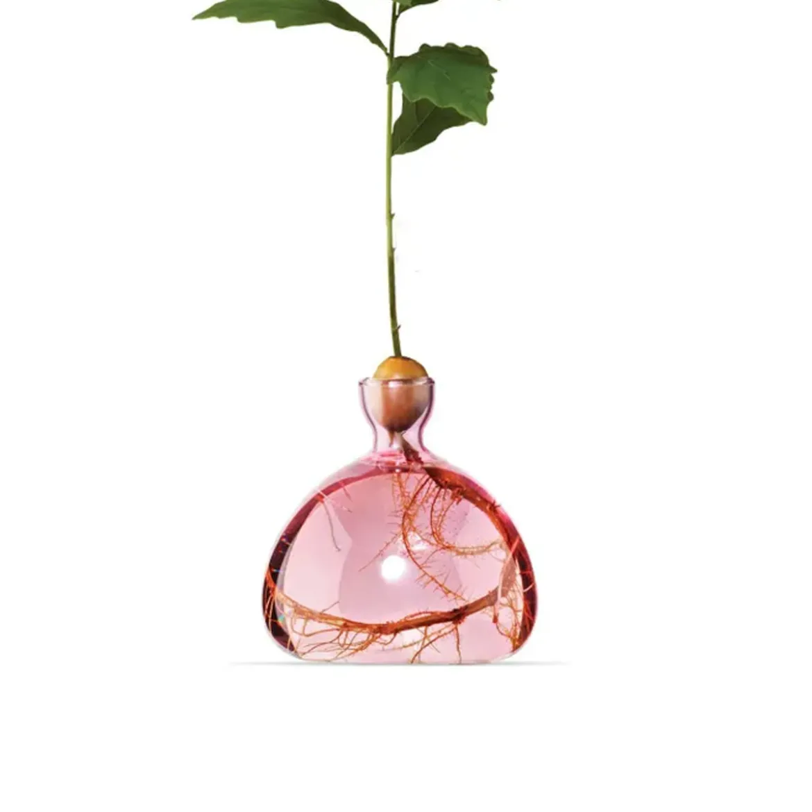 Vase en verre pour gland