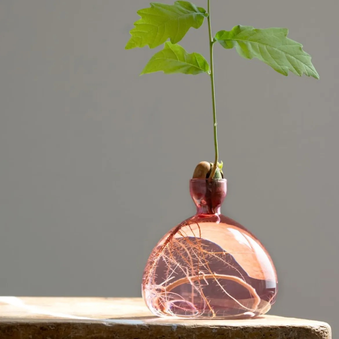 Vase en verre pour gland