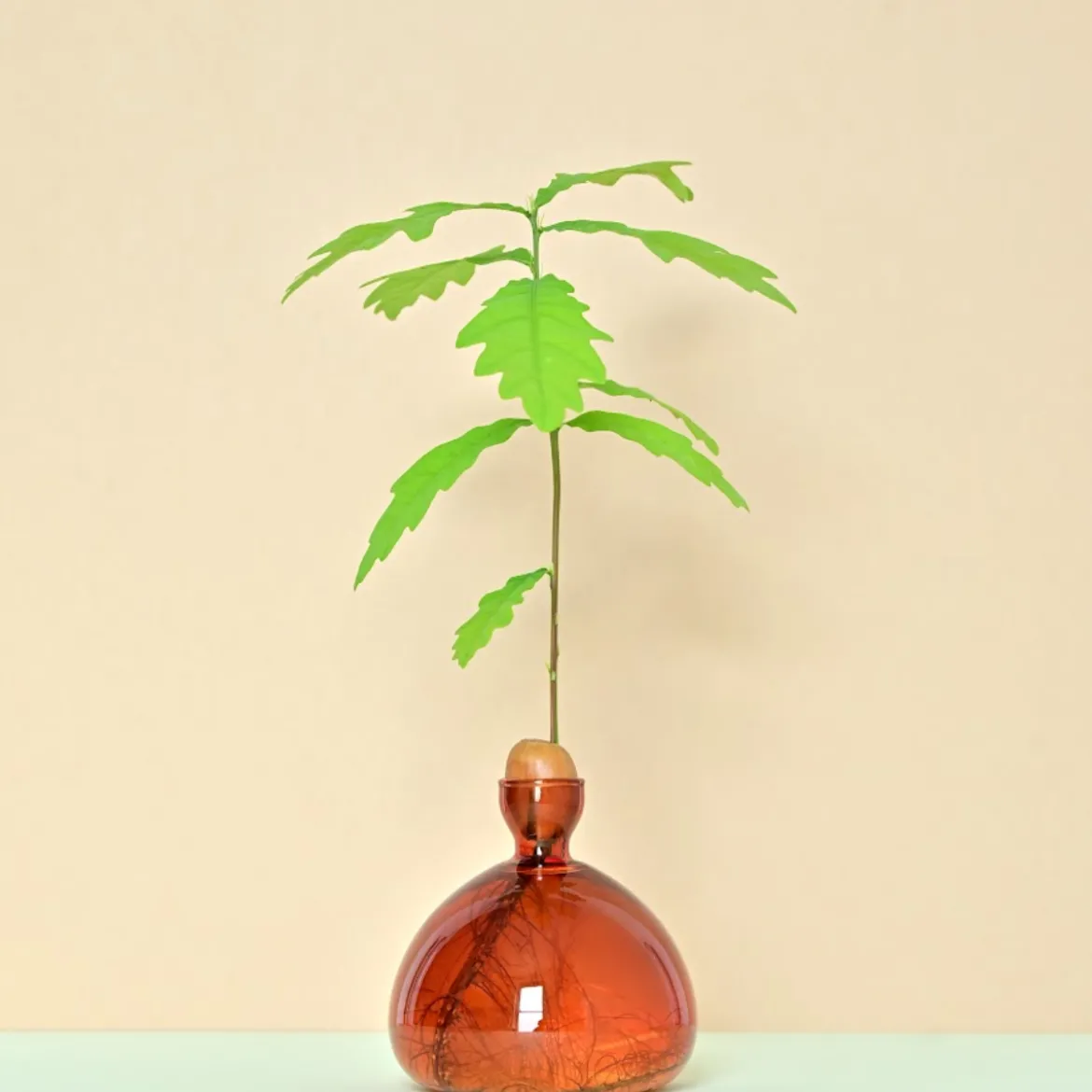 Vase en verre pour gland