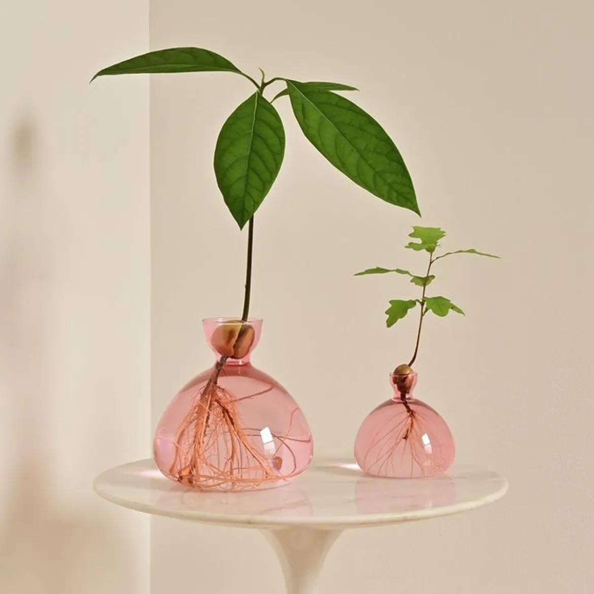 Vase en verre pour gland