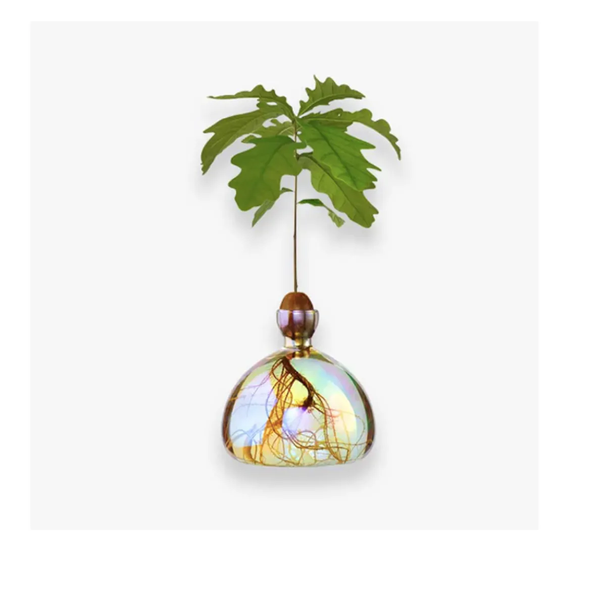 Vase en verre pour gland Cosmic